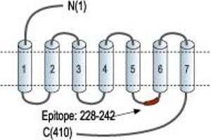 Cannabinoid Receptor 2 (CNR2) peptide