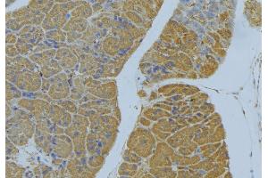 ABIN6277810 at 1/100 staining Human pancreas tissue by IHC-P. (NRP2 antibody  (N-Term))