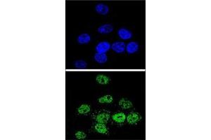 Immunofluorescence (IF) image for anti-Myocyte Enhancer Factor 2A (MEF2A) (AA 453-479) antibody (ABIN3031900)