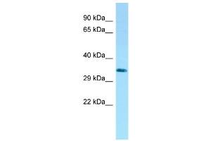 WB Suggested Anti-LYPD3 Antibody Titration: 1. (LYPD3 antibody  (C-Term))