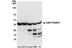 Western Blotting (WB) image for anti-Aminoacyl tRNA Synthetase Complex-Interacting Multifunctional Protein 1 (AIMP1) (AA 262-312) antibody (ABIN7455058)