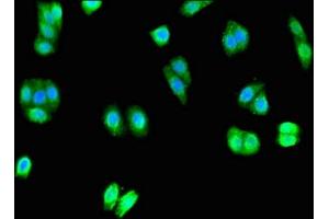 Immunofluorescent analysis of HepG2 cells using ABIN7166265 at dilution of 1:100 and Alexa Fluor 488-congugated AffiniPure Goat Anti-Rabbit IgG(H+L) (Degenerin Unc-8 (UNC-8) (AA 124-388) antibody)