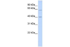 TRIT1 antibody used at 0. (TRIT1 antibody  (Middle Region))