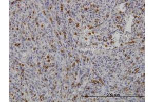 Image no. 1 for anti-Gardner-Rasheed Feline Sarcoma Viral (V-Fgr) Oncogene Homolog (FGR) (AA 1-90) antibody (ABIN598686) (Fgr antibody  (AA 1-90))