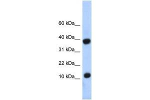 Western Blotting (WB) image for anti-Pterin-4 alpha-Carbinolamine Dehydratase/dimerization Cofactor of Hepatocyte Nuclear Factor 1 alpha (PCBD1) antibody (ABIN2457954)