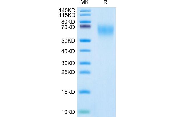 CEACAM6 Protein (AA 35-320) (His tag)