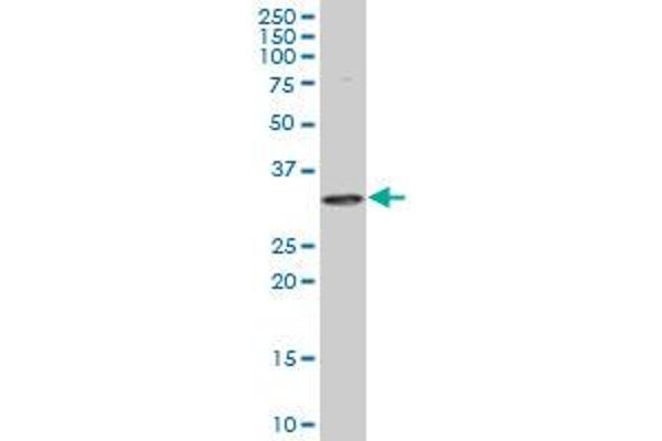 PPIE antibody  (AA 2-100)
