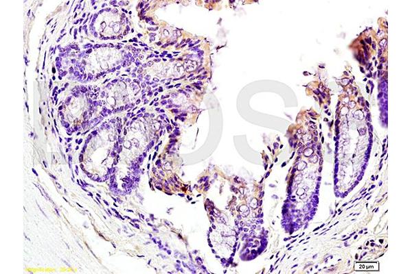 TNFSF18 antibody  (AA 101-199)