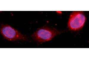 Immunofluorescence (IF) image for anti-Fibroblast Growth Factor 12 (FGF12) (AA 1-181) antibody (APC) (ABIN5565465) (FGF12 antibody  (AA 1-181) (APC))