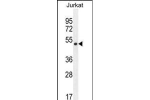 SNIP1 Antibody (N-term) (ABIN656183 and ABIN2845511) western blot analysis in Jurkat cell line lysates (35 μg/lane). (SNIP1 antibody  (N-Term))