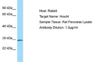 WB Suggested Anti-Hoxd4 Antibody   Titration: 1. (HOXD4 antibody  (N-Term))