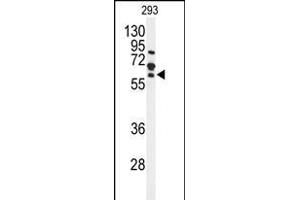 Western blot analysis of FZD4 Antibody (C-term) (ABIN653425 and ABIN2842869) in 293 cell line lysates (35 μg/lane). (FZD4 antibody  (C-Term))