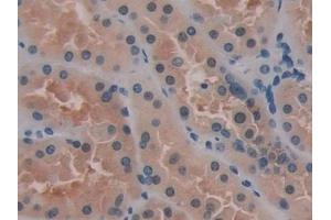 Immunohistochemistry (IHC) image for anti-serpin Peptidase Inhibitor, Clade B (Ovalbumin), Member 6 (SERPINB6) (AA 1-376) antibody (ABIN7441031)