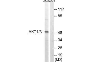 anti-AKT1/3 (Tyr434), (Tyr437) antibody