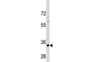 Cyclin B3 antibody western blot analysis in HepG2 cell line lysate (Cyclin B3 antibody  (AA 1311-1338))