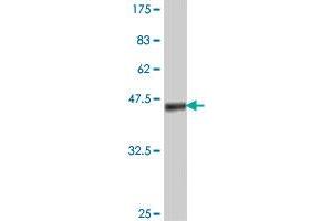 Western Blot detection against Immunogen (38. (C3 antibody  (AA 1534-1644))