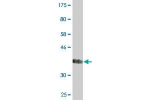 Western Blot detection against Immunogen (37. (Osteopontin antibody  (AA 21-129))