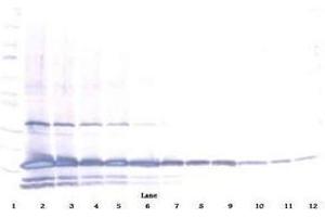 Image no. 1 for anti-Interleukin 25 (IL25) antibody (Biotin) (ABIN465692) (IL-25 antibody  (Biotin))