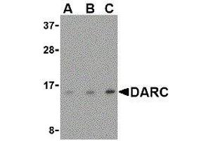 Western Blotting (WB) image for anti-Duffy Blood Group, Chemokine Receptor (DARC) (N-Term) antibody (ABIN2479381) (DARC antibody  (N-Term))