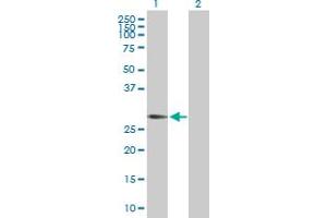 Western Blot analysis of RGS20 expression in transfected 293T cell line by RGS20 MaxPab polyclonal antibody. (RGS20 antibody  (AA 1-241))