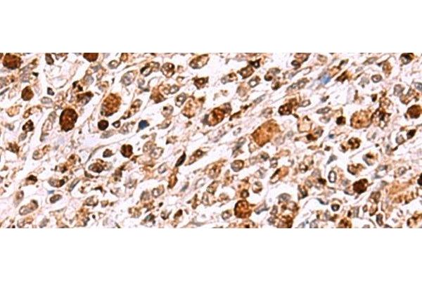 INO80 antibody