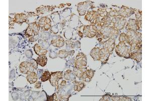 Immunoperoxidase of monoclonal antibody to IQGAP1 on formalin-fixed paraffin-embedded human salivary gland. (IQGAP1 antibody  (AA 611-710))