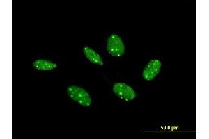 Immunofluorescence of purified MaxPab antibody to COIL on HeLa cell. (Coilin antibody  (AA 1-576))