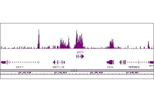 Nanog antibody (pAb) tested by ChIP-Seq. (Nanog antibody  (N-Term))