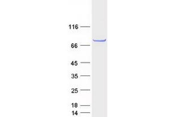 CCDC170 Protein (Myc-DYKDDDDK Tag)