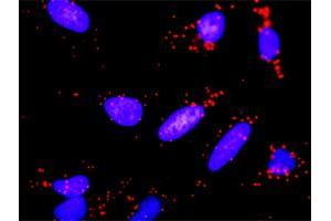 Proximity Ligation Analysis of protein-protein interactions between PGF and VEGFA. (VEGFA antibody  (AA 27-130))