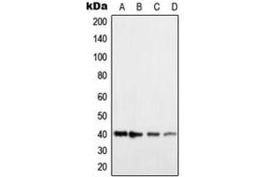 Western blot analysis of Histamine H2 Receptor expression in HEK293T (A), COLO205 (B), NIH3T3 (C), H9C2 (D) whole cell lysates.