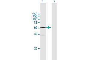 Western Blot analysis of ARC expression in transfected 293T cell line by ARC MaxPab polyclonal antibody. (ARC (AA 1-396) antibody)