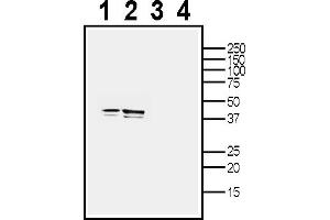 anti-Transmembrane Protein 150C (TMEM150C) (AA 33-50), (Extracellular) antibody