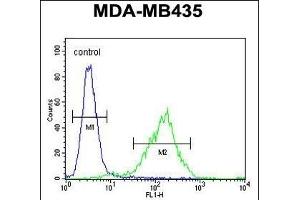 C Antibody (N-term) (ABIN654735 and ABIN2844423) flow cytometric analysis of MDA-M cells (right histogram) compared to a negative control cell (left histogram). (C11orf73 antibody  (N-Term))