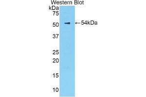 Detection of Recombinant KLK6, Mouse using Polyclonal Antibody to Kallikrein 6 (KLK6) (Kallikrein 6 antibody  (AA 19-261))