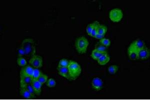 Immunofluorescent analysis of MCF-7 cells using ABIN7147907 at dilution of 1:100 and Alexa Fluor 488-congugated AffiniPure Goat Anti-Rabbit IgG(H+L) (Claudin 5 antibody  (AA 181-218))