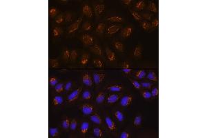 Immunofluorescence analysis of U2OS cells using POFUT2 Rabbit pAb (ABIN6130656, ABIN6145875, ABIN6145876 and ABIN6215831) at dilution of 1:100. (POFUT2 antibody  (AA 240-370))