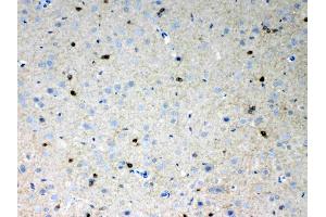 Immunohistochemistry (IHC) image for anti-Hyperpolarization Activated Cyclic Nucleotide-Gated Potassium Channel 2 (HCN2) (AA 682-714), (C-Term) antibody (ABIN5518840)