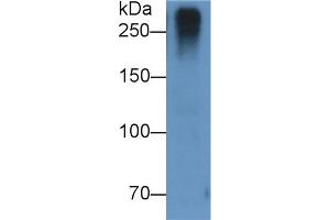 Detection of RELN in U87MG cell lysate using Monoclonal Antibody to Reelin (RELN) (Reelin antibody  (AA 26-190))