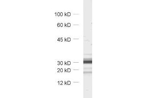 dilution: 1 : 1000, sample: synaptic vesicle fraction (LP2) of rat brain (TMEM163 antibody  (AA 44-63))