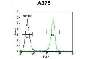 Flow Cytometry (FACS) image for anti-Homeobox A9 (HOXA9) antibody (ABIN3004038) (HOXA9 antibody)