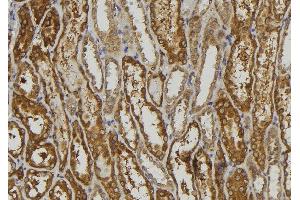 ABIN6279257 at 1/100 staining Mouse kidney tissue by IHC-P. (CEACAM16 antibody  (Internal Region))