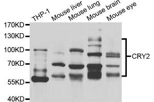 Western blot analysis of extracts of various cell lines, using CRY2 antibody.