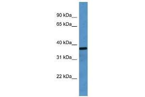 OR2H1 antibody used at 0. (OR2H1 antibody  (C-Term))