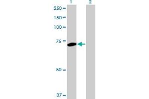 Western Blot analysis of PLK1 expression in transfected 293T cell line by PLK1 MaxPab polyclonal antibody. (PLK1 antibody  (AA 1-603))