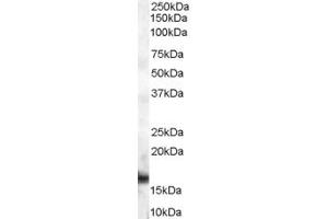Western Blotting (WB) image for anti-Peptidylprolyl Isomerase A (Cyclophilin A) (PPIA) (AA 83-95) antibody (ABIN292176) (PPIA antibody  (AA 83-95))