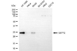 Western blotting analysis using GSTT2 antibody (ABIN7798759).