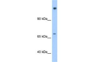 WB Suggested Anti-FAM129A Antibody Titration:  1. (Niban antibody  (N-Term))