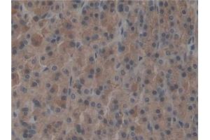 Detection of TBX21 in Rat Stomach Tissue using Polyclonal Antibody to T-Box Protein 21 (TBX21) (T-Bet antibody  (AA 241-493))