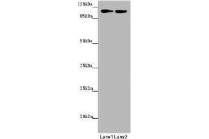 HK3 antibody  (AA 1-270)